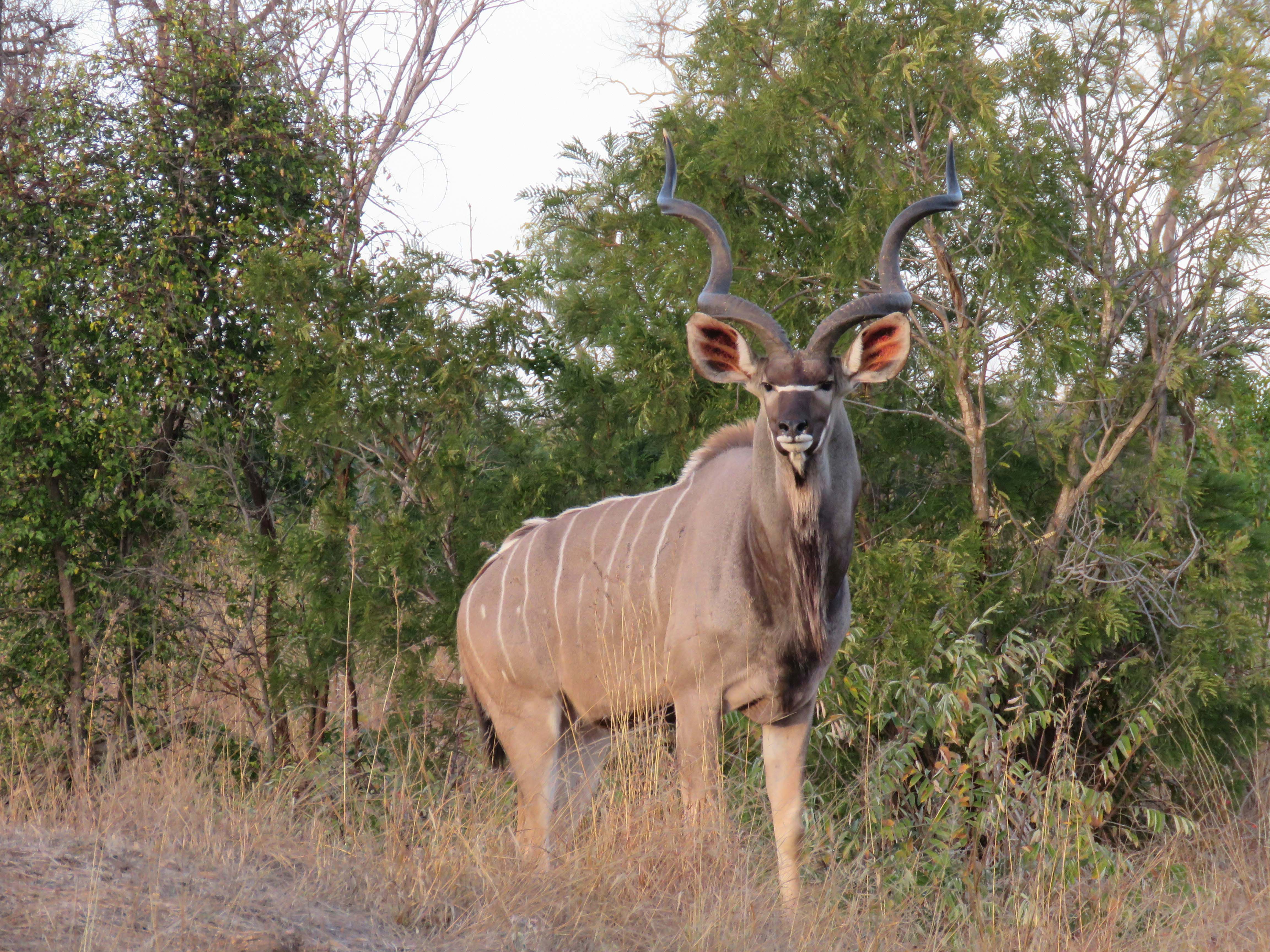 5-Day Group Safari
