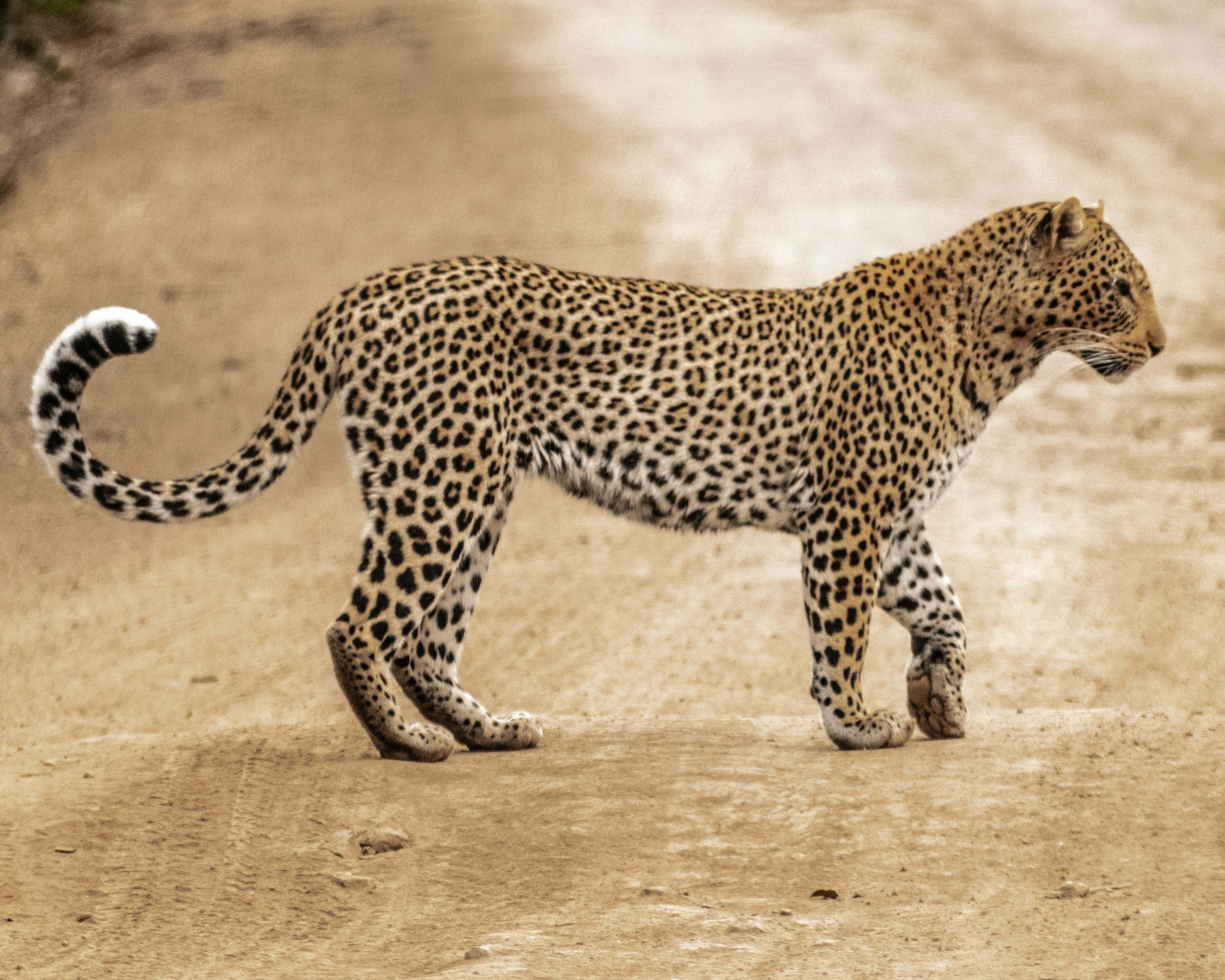 7-Day Camping Safari