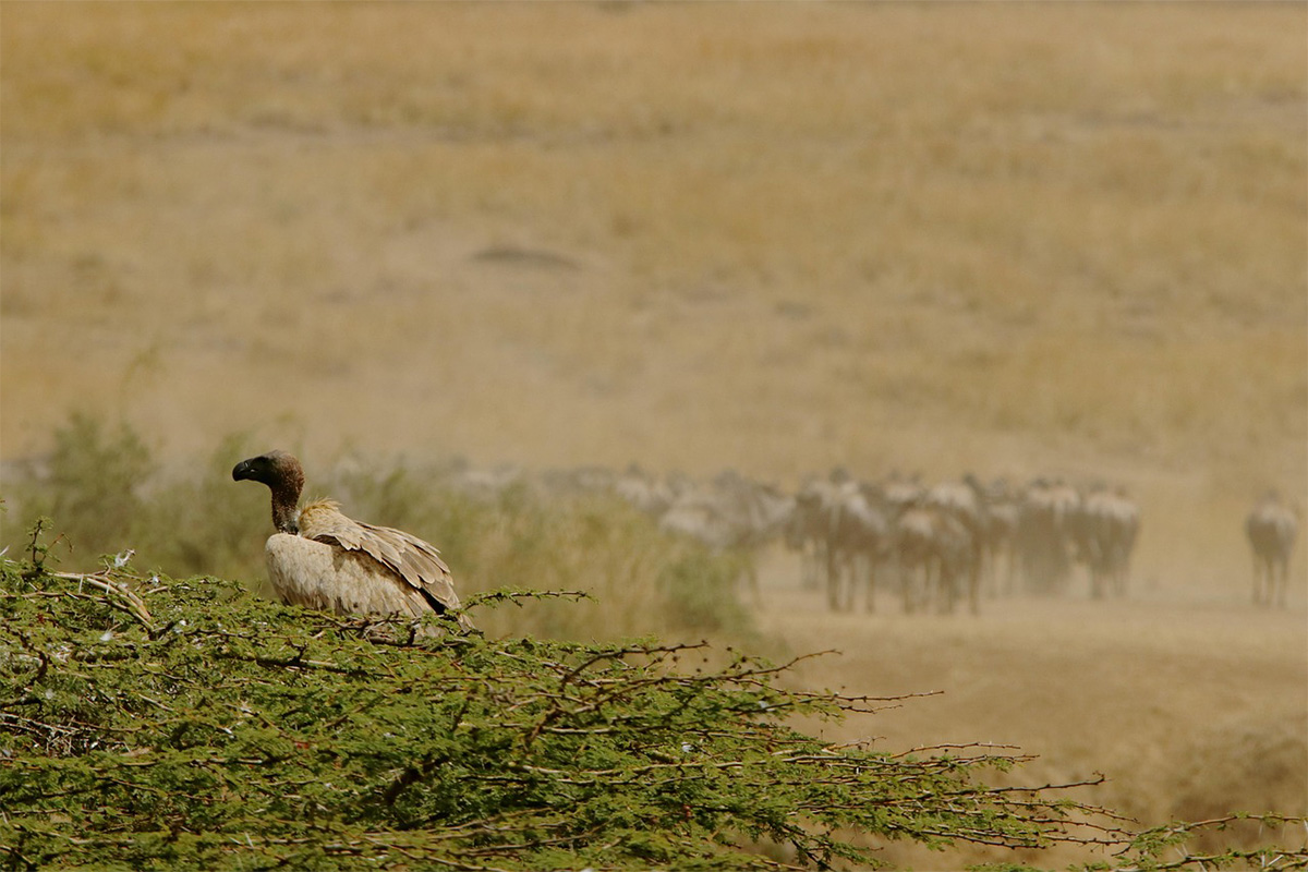 7-Day Group Safari