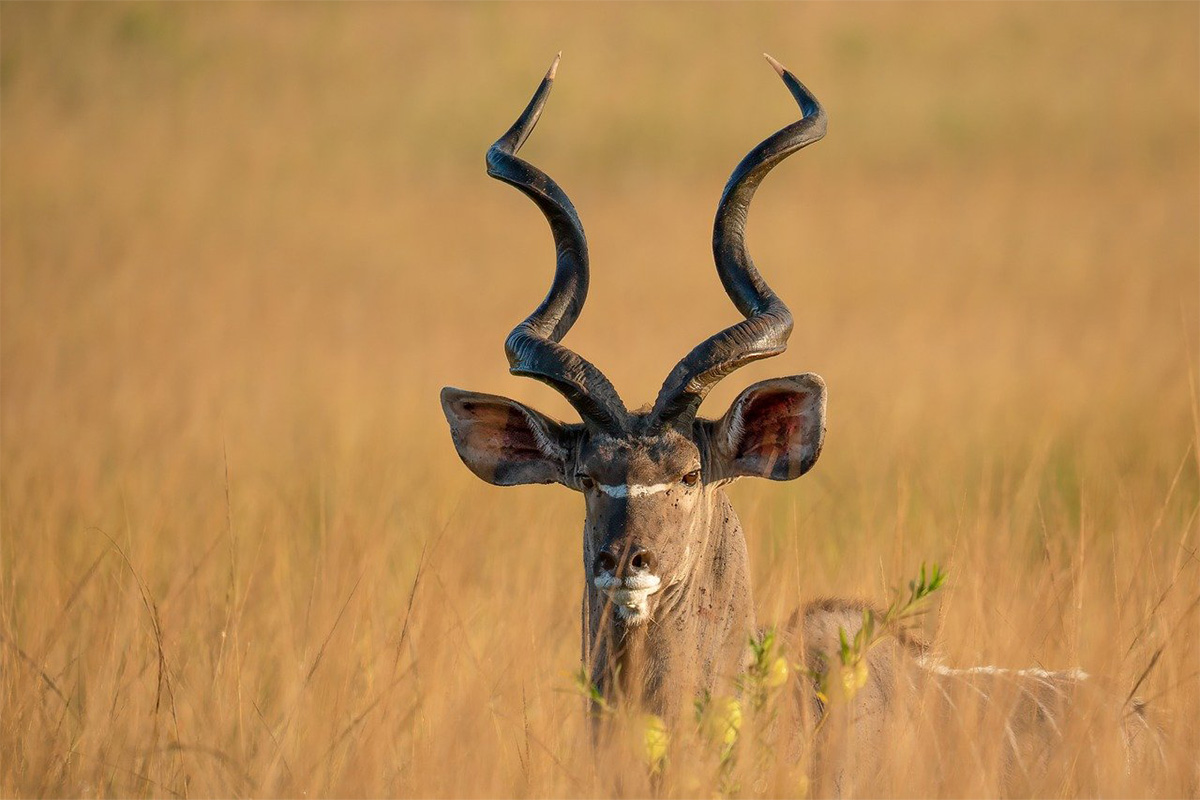 8-Day Luxury Safari