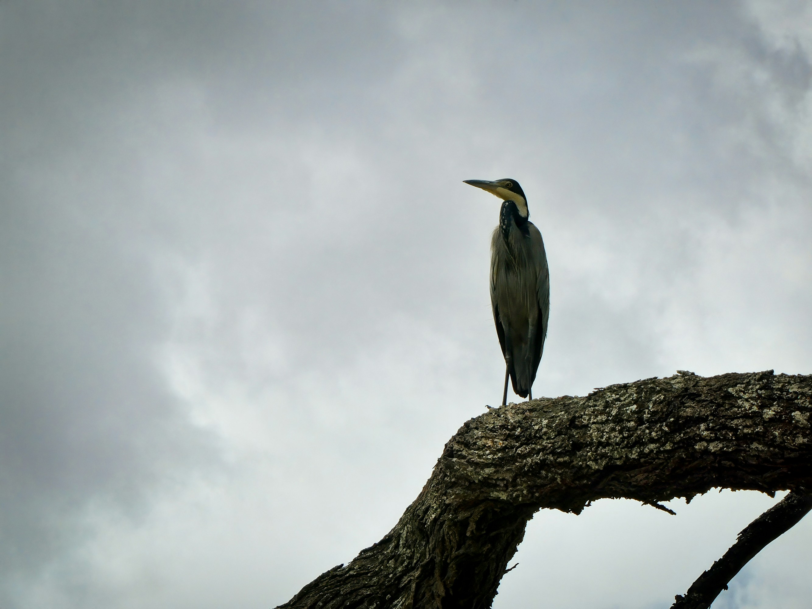 Bird watching and photography