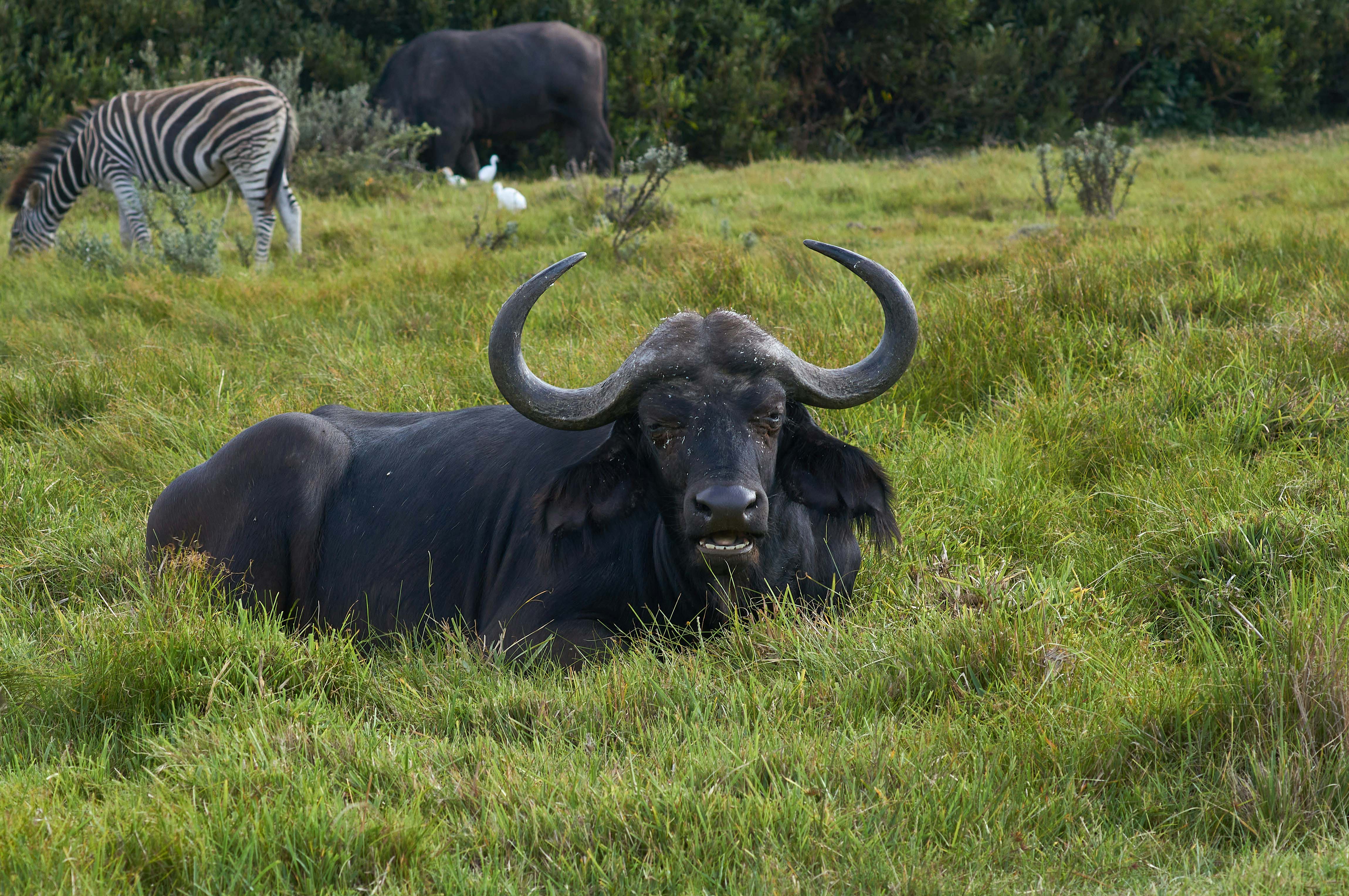 Elephant family in Ngorongoro Crater