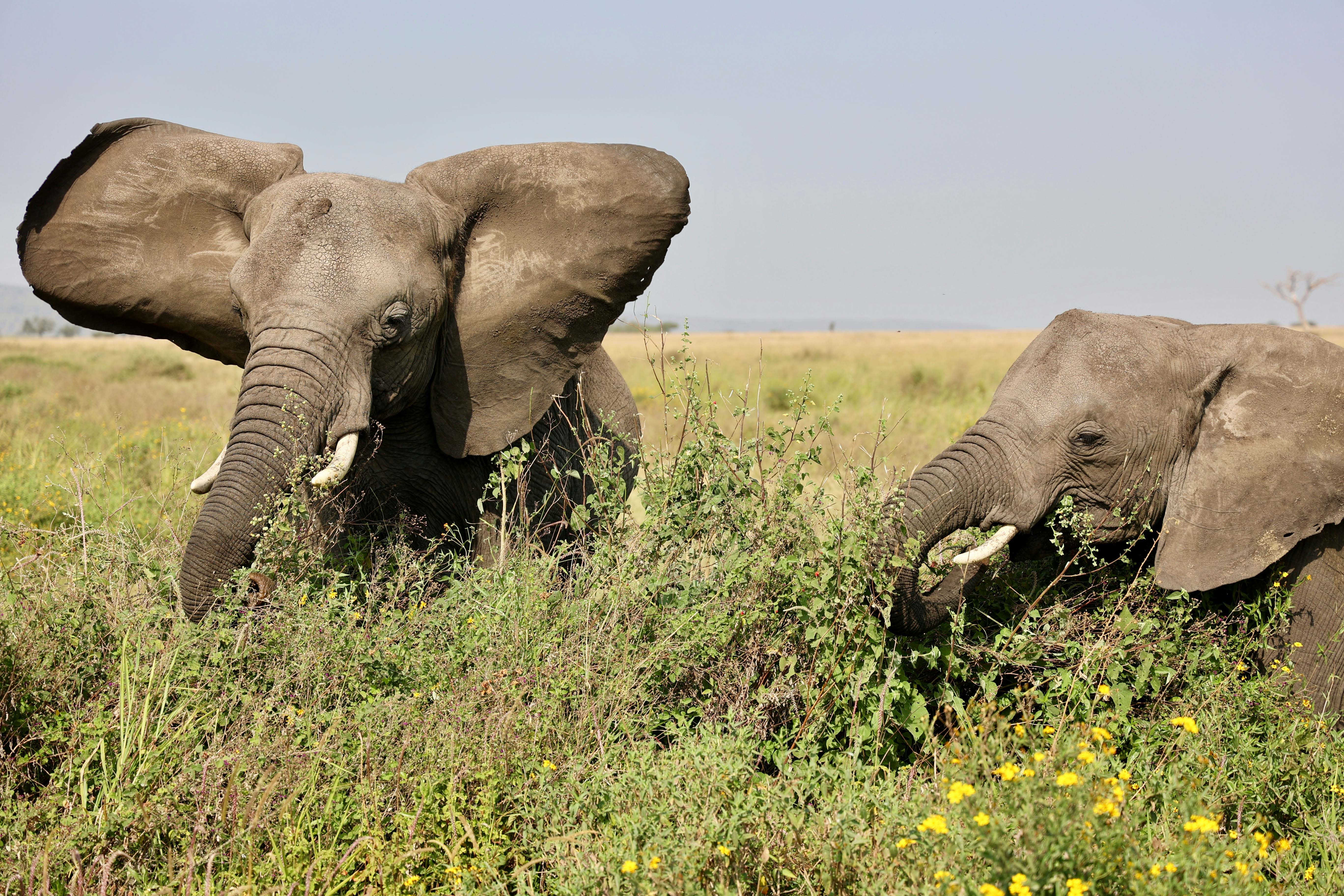 Elephant herd in Serengeti National Park