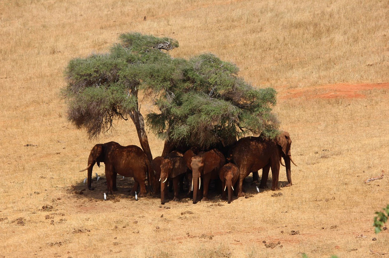5-Day Luxury Safari