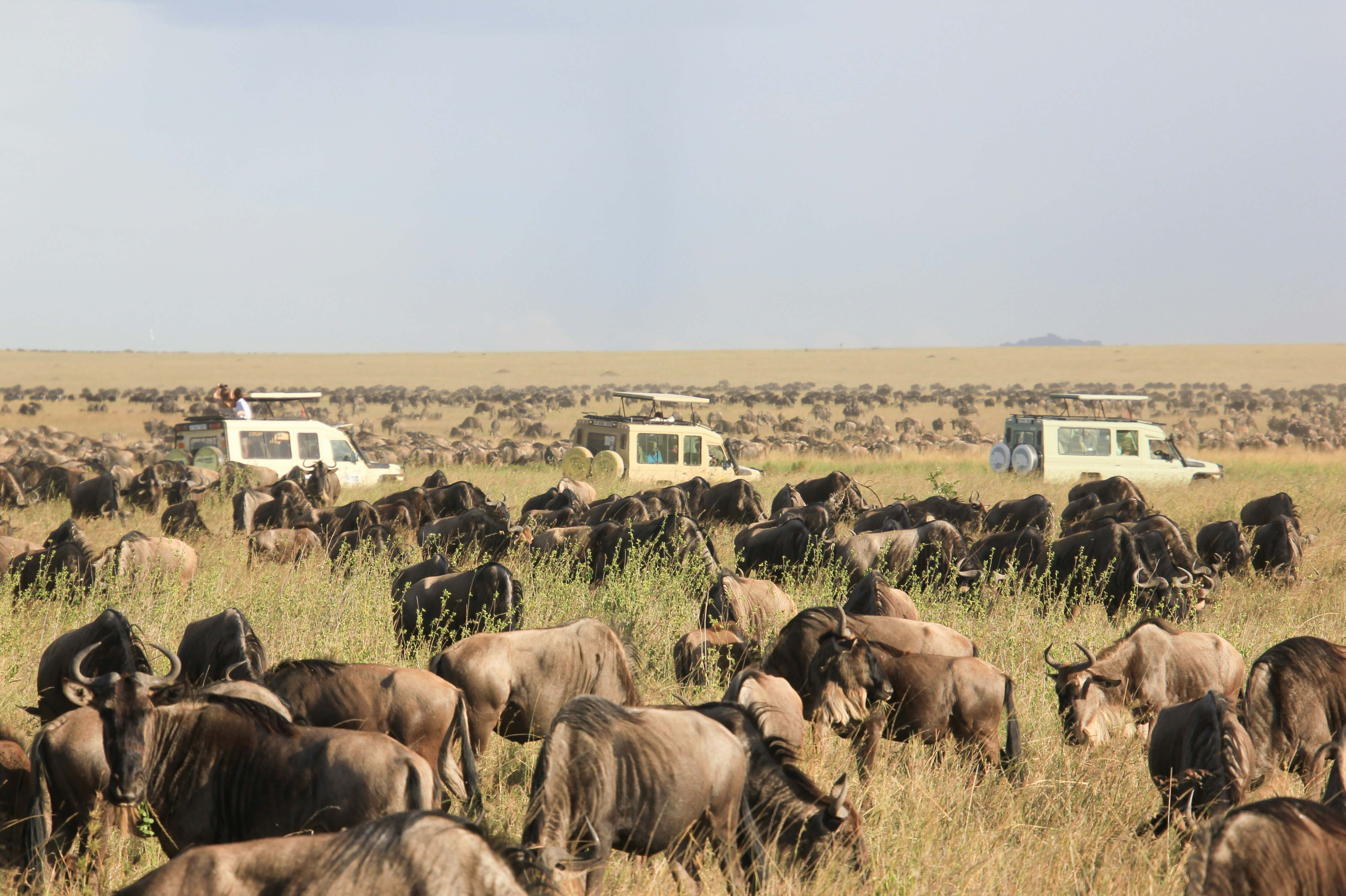 Great Migration
