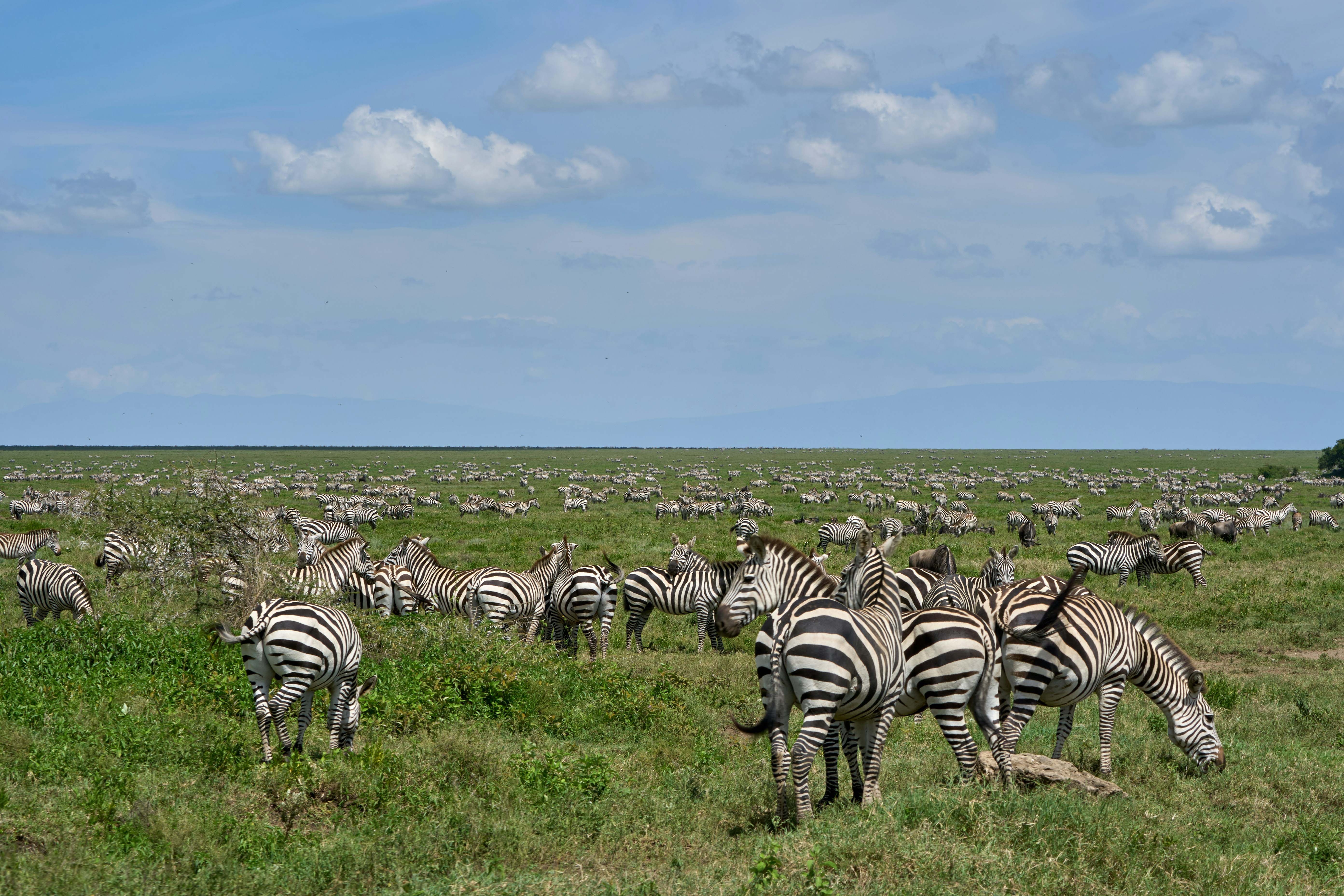 River crossing northern Serengeti