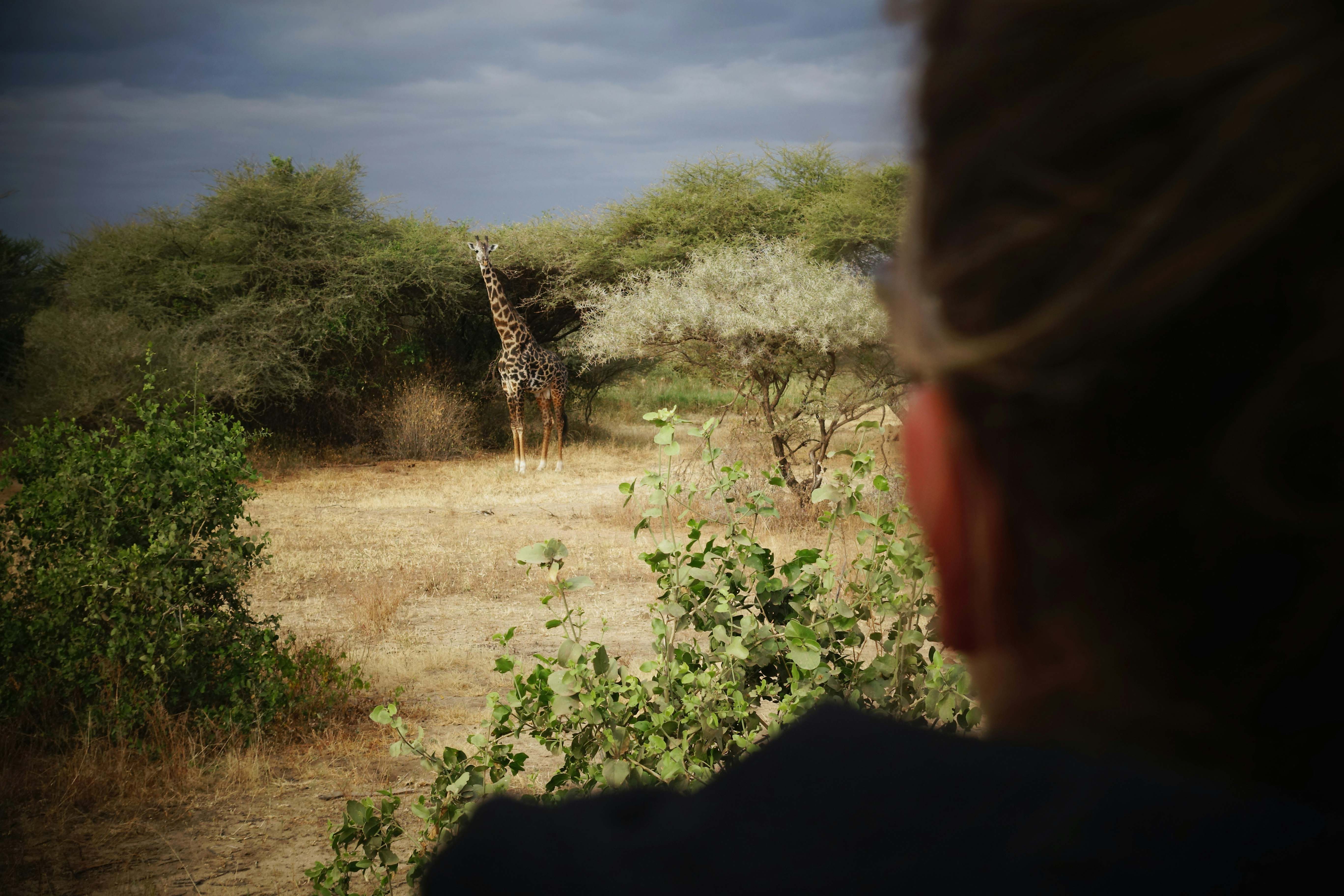Lion family in Serengeti National Park