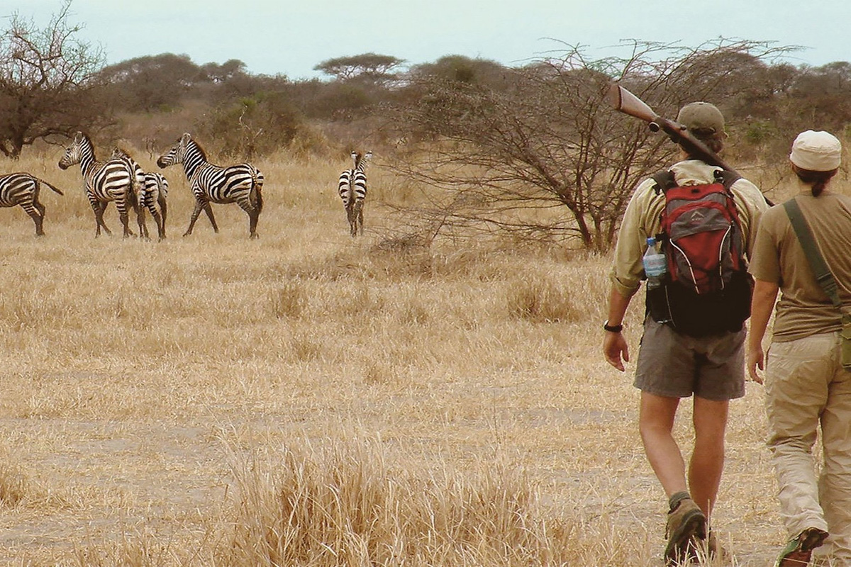Walking safaris with expert guides