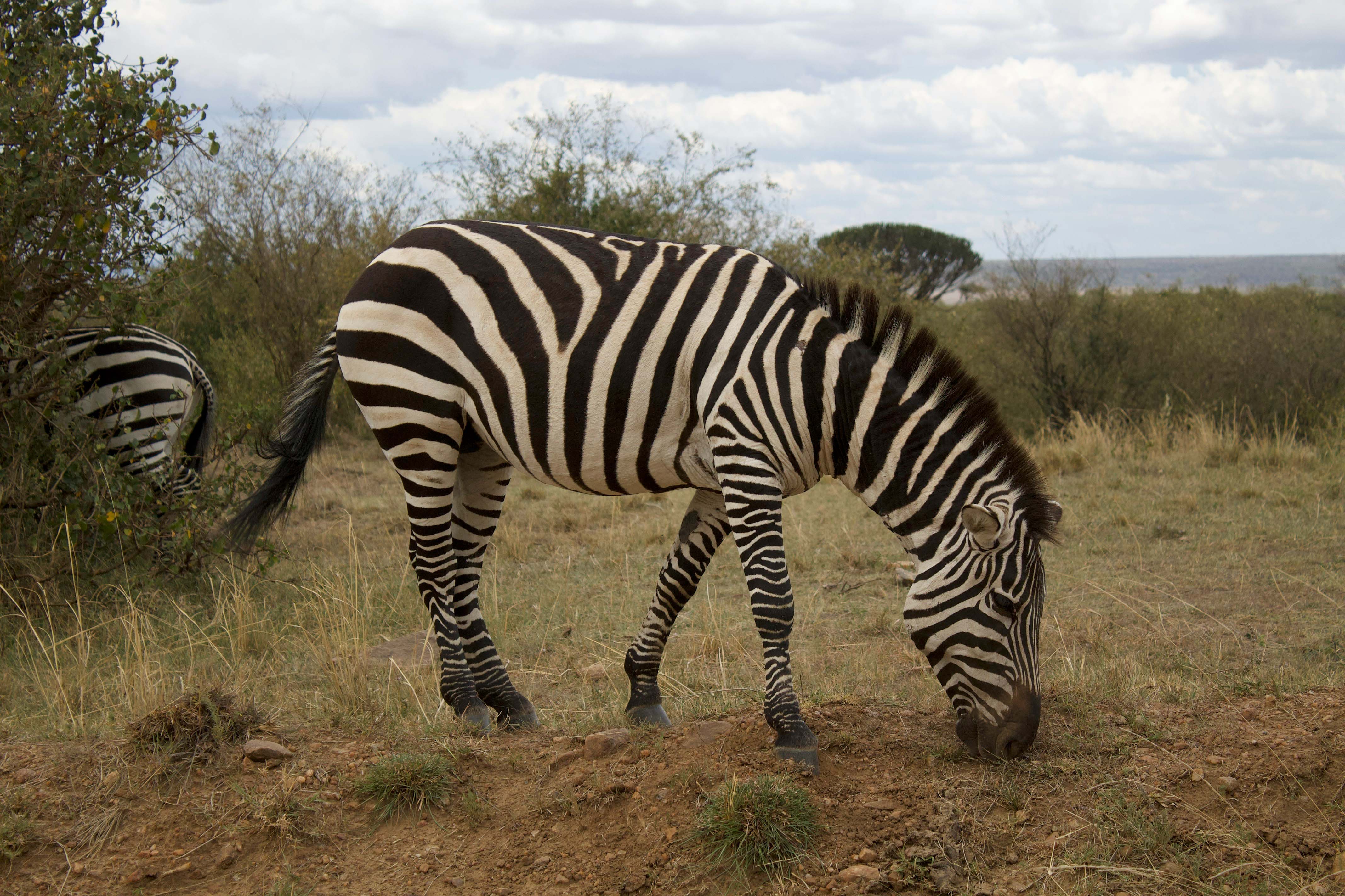 Wildebeest migration in Serengeti